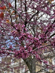 Cercis siliquastrum