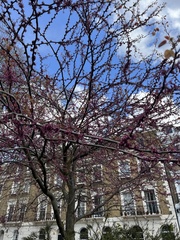 Cercis siliquastrum