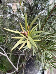 Melaleuca