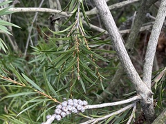 Melaleuca