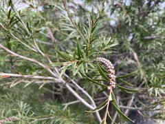 Melaleuca