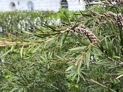 Melaleuca