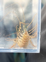 Thereuonema tuberculata