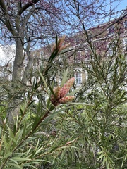 Melaleuca