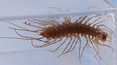 Thereuonema tuberculata