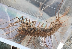 Thereuonema tuberculata