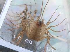 Thereuonema tuberculata