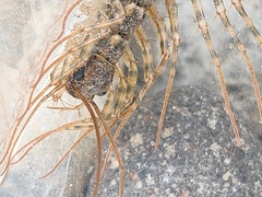 Thereuonema tuberculata