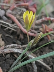 Gagea fedtschenkoana