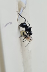 Polyrhachis mackayi