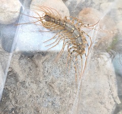 Thereuonema tuberculata