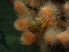 Austrotheres holothuriensis