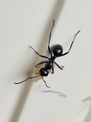 Polyrhachis mackayi