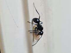 Polyrhachis mackayi