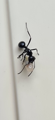Polyrhachis mackayi