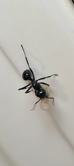 Polyrhachis mackayi