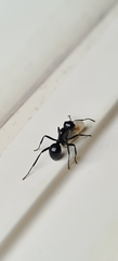 Polyrhachis mackayi