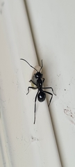 Polyrhachis mackayi