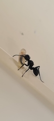 Polyrhachis mackayi