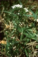 Asperula scoparia
