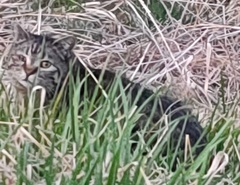 Felis catus