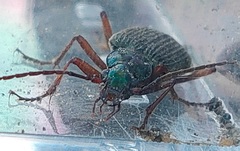Chlaenius noguchii