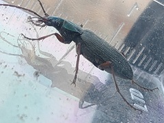 Chlaenius noguchii