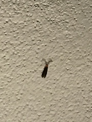 Pterotus obscuripennis