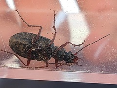 Chlaenius noguchii