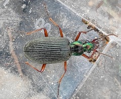 Chlaenius noguchii