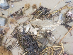 Nemadactylus douglasii