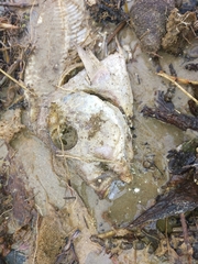 Nemadactylus douglasii