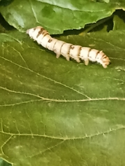 Bombyx