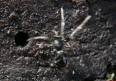 Liophrurillus flavitarsis