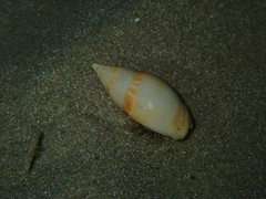 Amalda marginata