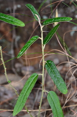 Solanum parvifolium