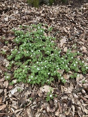 Anemonoides nemorosa