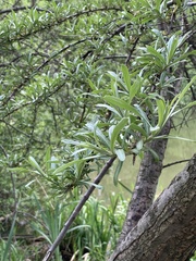 Hippophae rhamnoides