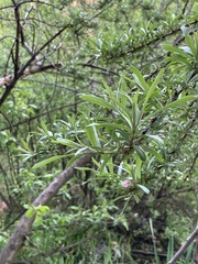 Hippophae rhamnoides