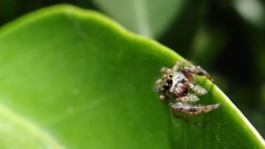 Paraphidippus