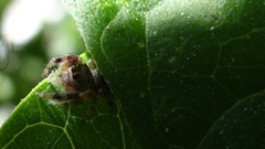Paraphidippus