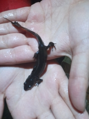 Lissotriton maltzani