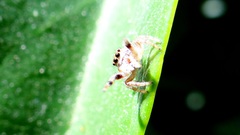Paraphidippus