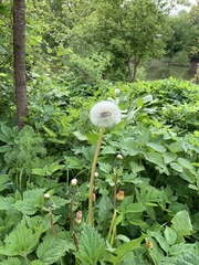 Taraxacum officinale