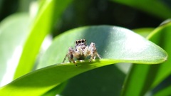 Paraphidippus