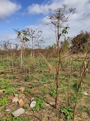 Heracleum sosnowskyi