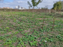 Heracleum sosnowskyi