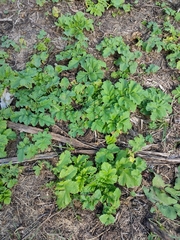Heracleum sosnowskyi