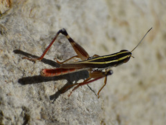 Macrotona picta