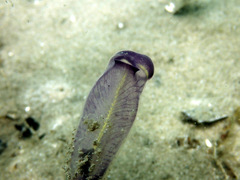 Clavelina meridionalis